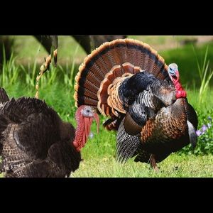 Meet your Posher, Tom